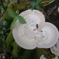 Trametes